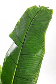 2x Banana plant home decoration with vase 16 leaves 170h cm