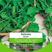 Arugula seeds grown in envelope